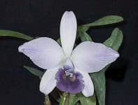 Sample 5 – Ruby lipped cattleya