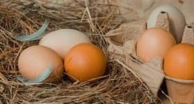 Sample 2 – Egg shell