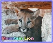 Sample 2 – Cougar