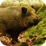 Sample 2 – Boar