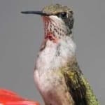 Sample 1 – Ruby throated hummingbird