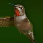 Sample 2 – Annas hummingbird