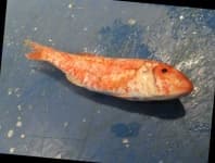Sample 1 – Red mullet