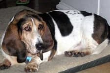 Sample 5 – Basset