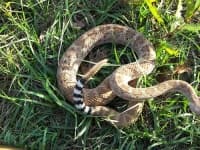 Sample 1 – Diamondback