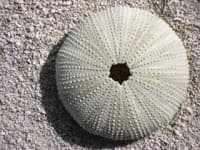 Sample 3 – Sea urchin