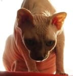 Sample 6 – Sphynx