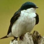 Sample 4 – Tree swallow