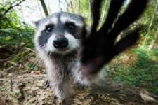 Sample 2 – Raccoon