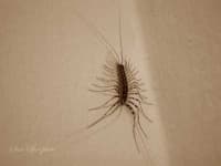 Sample of Centipede