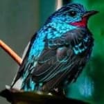 Sample 5 – Spangled cotinga