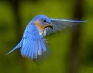 Sample of Bluebird