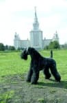 Sample 2 – Kerry blue terrier
