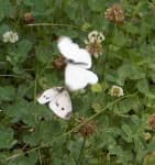 Sample 4 – Cabbage butterfly