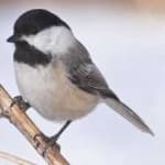Sample 3 – Black capped chickadee