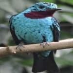 Sample 2 – Spangled cotinga