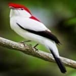 Sample 5 – Araripe manakin