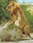 Sample 1 – Lion