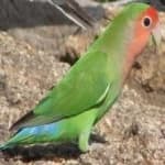 Sample 3 – Rosy faced lovebird