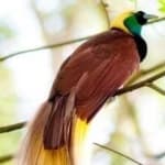 Sample 10 – Bird of paradise bird