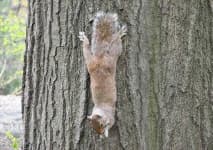 Sample 6 – Squirrel