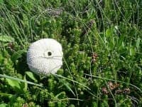 Sample 2 – Sea urchin