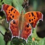 Sample 11 – Mark butterfly