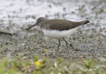 Sample 3 – Sandpiper