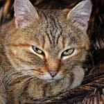 Sample 4 – Cat face
