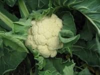 Sample 6 – Cauliflower