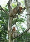 Sample 1 – Proboscis monkey