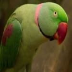 Sample 6 – Alexandrine parakeet