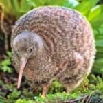 Sample 4 – Bird kiwi