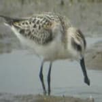Sample 2 – Spoon biled sandpiper