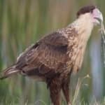 Sample 3 – Crested caracara