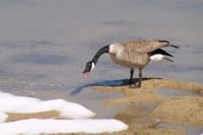 Sample 2 – Goose