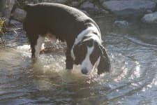 Sample 4 – English springer