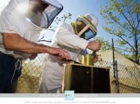 Sample 2 – Apiary