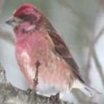 Sample 4 – Purple finch