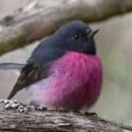 Sample 2 – Pink robin