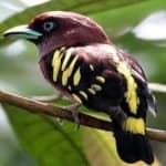 Sample 5 – Broadbill