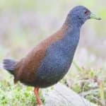 Sample 3 – Black tail crake
