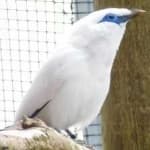 Sample 2 – Bali starling