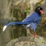 Sample 3 – Taiwan magpie