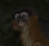 Sample 1 – Colobus