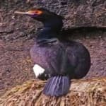 Sample 1 – Red faced cormorant