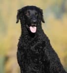 Sample 3 – Curly coated retriever