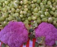 Sample 5 – Cauliflower