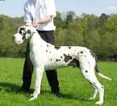 Sample 4 – Great dane