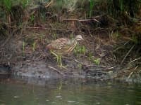 Sample 2 – Bittern